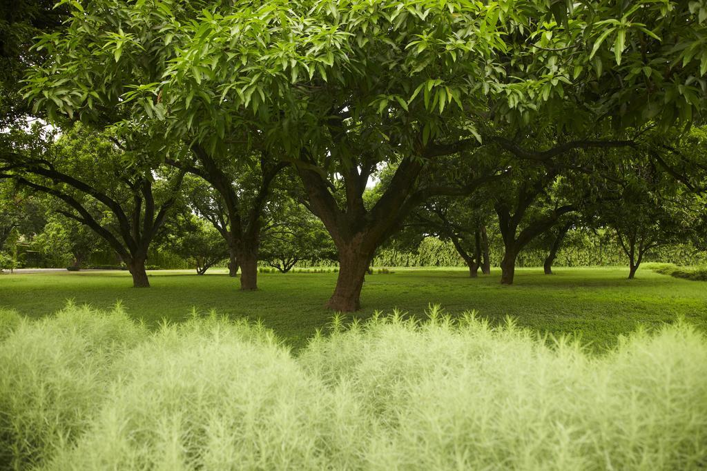 Taj Ganges Varanasi Esterno foto Trees in the park